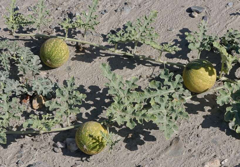 Handhal - Coloquinte sur une terre aride