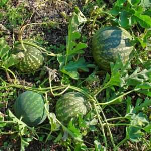 Handhal - Coloquinte Marocaine: Le Trésor Amer du Désert 2 coloquinte handhal