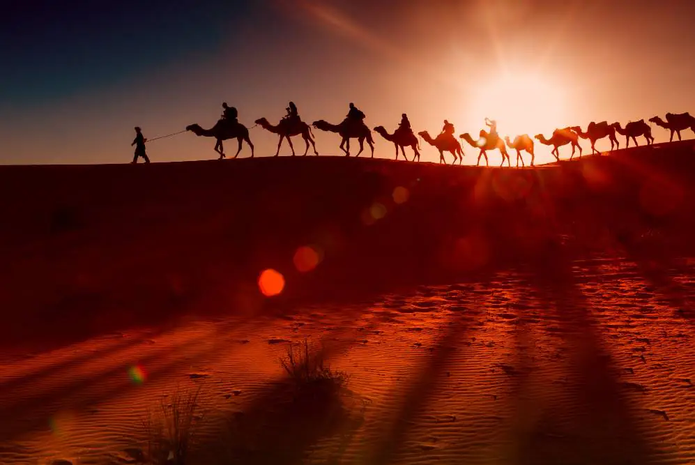 Maroc chameau sahara soir